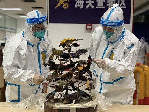 上海浦東機(jī)場(chǎng)海關(guān)查獲快件渠道涉瀕危工藝品，凸顯藝術(shù)品進(jìn)出口監(jiān)管挑戰(zhàn)
